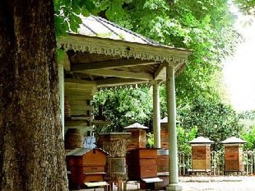 Mettre une ruche sur son balcon : guide pratique Mettre une ruche sur son balcon : guide pratique