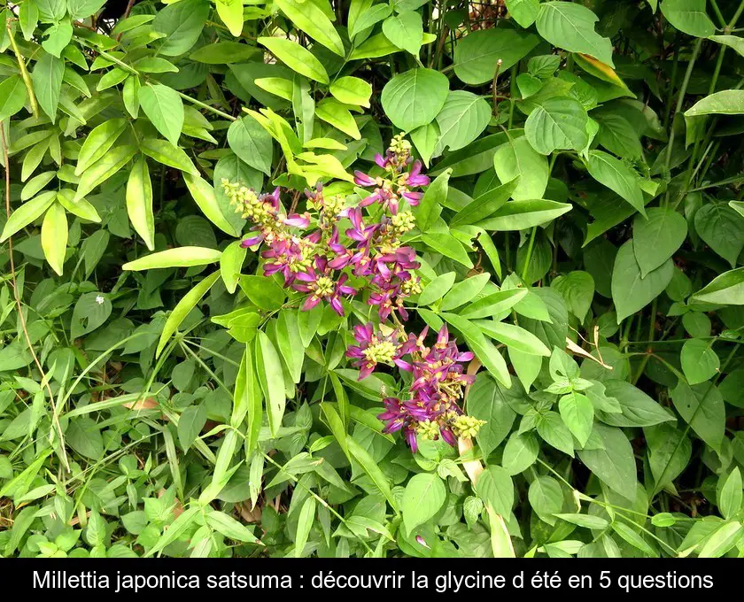 Millettia japonica satsuma : découvrir la glycine d'été en 5 questions