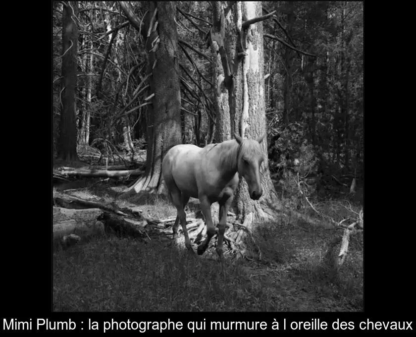 Mimi Plumb : la photographe qui murmure à l'oreille des chevaux