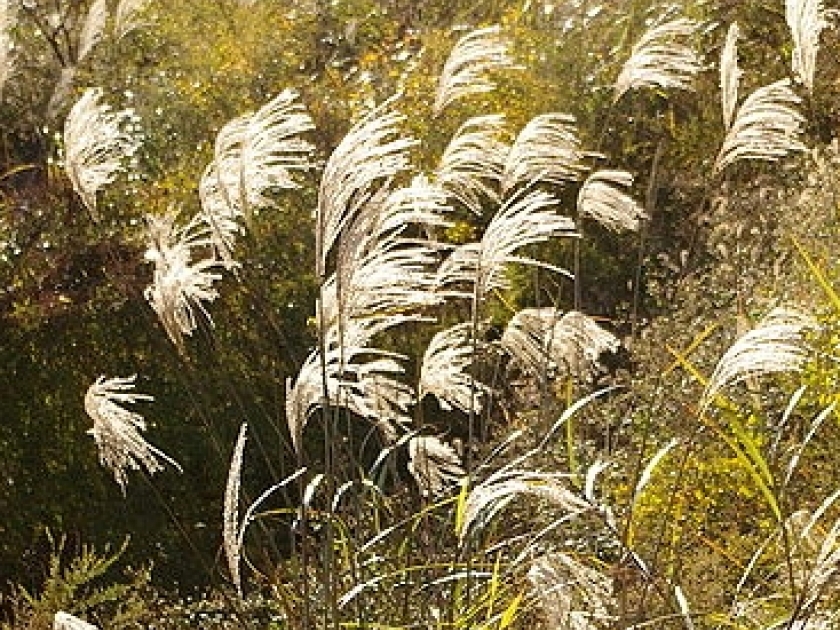 Miscanthus sinensis : une graminée pleine de panache Miscanthus sinensis : une graminée pleine de panache