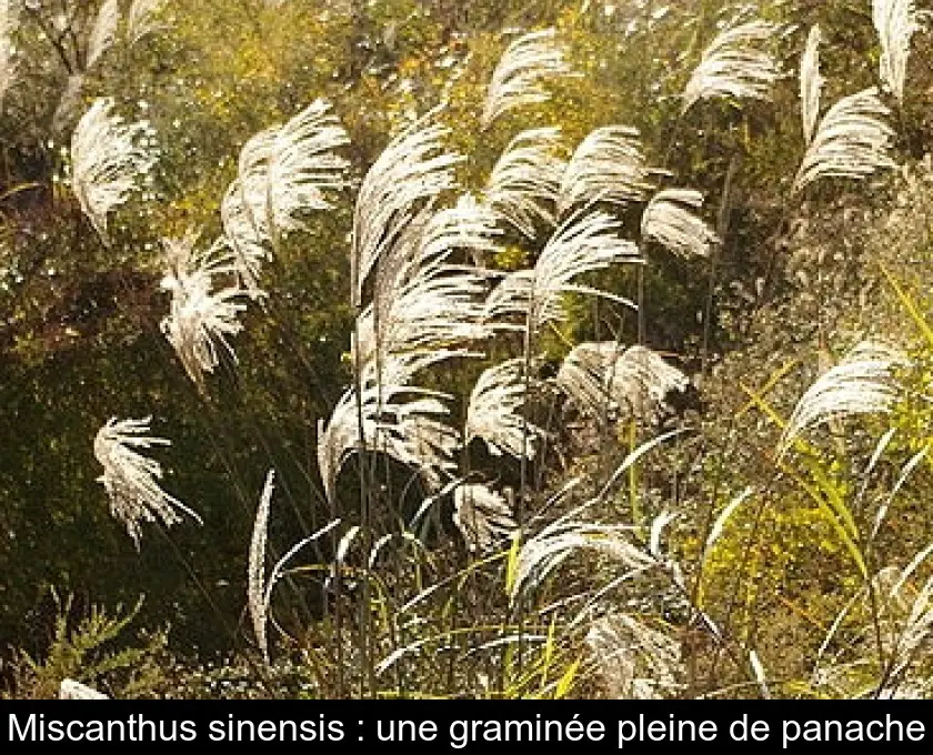 Miscanthus sinensis : une graminée pleine de panache