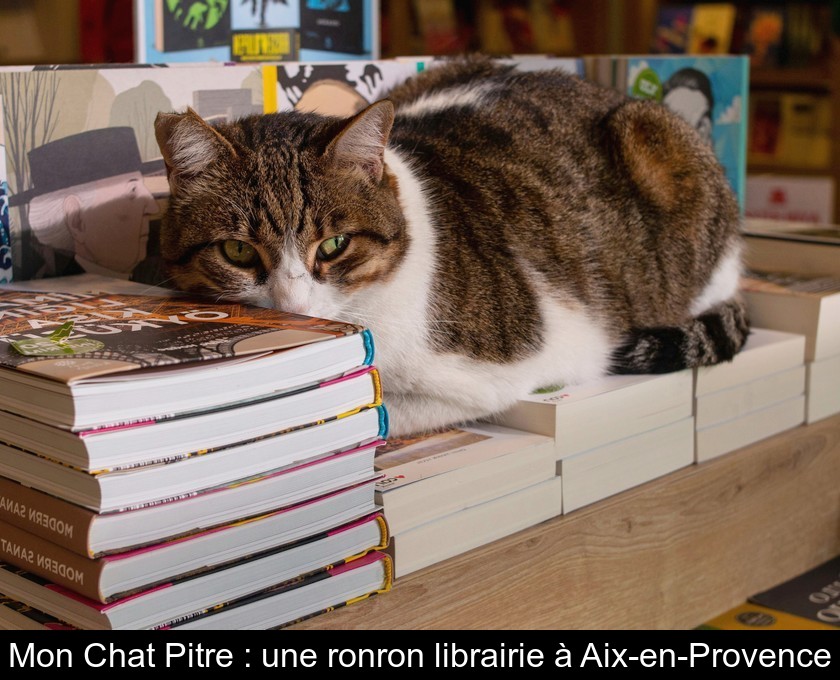 Mon Chat Pitre : une ronron librairie à Aix-en-Provence Mon Chat Pitre : une ronron librairie à Aix-en-Provence