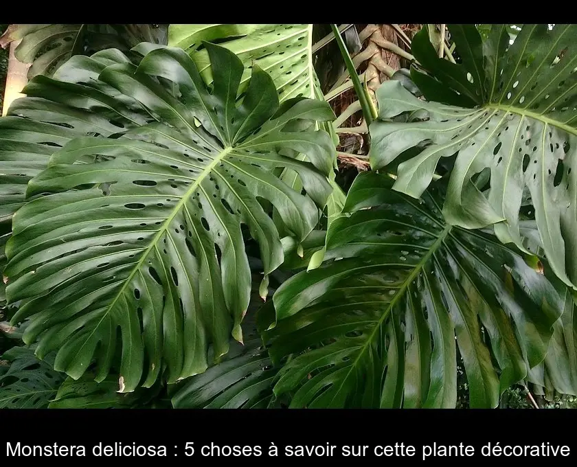 Monstera deliciosa : 5 choses à savoir sur cette plante décorative