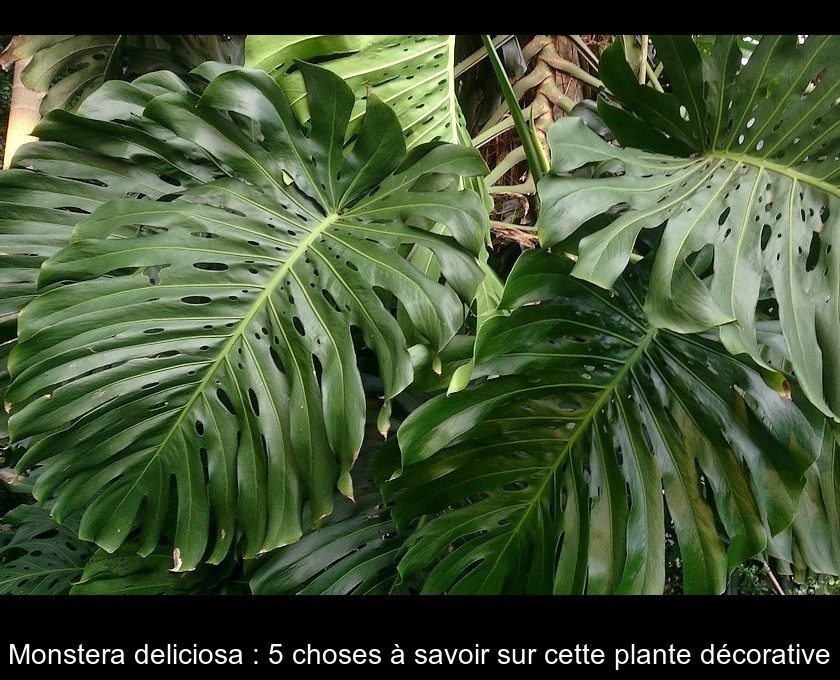 Monstera deliciosa : 5 choses à savoir sur cette plante décorative Monstera deliciosa : 5 choses à savoir sur cette plante décorative