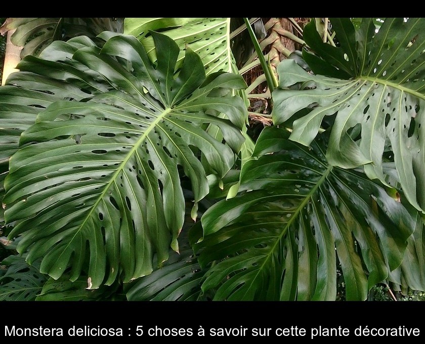 Comment rempoter et bouturer un monstera déliciosa 