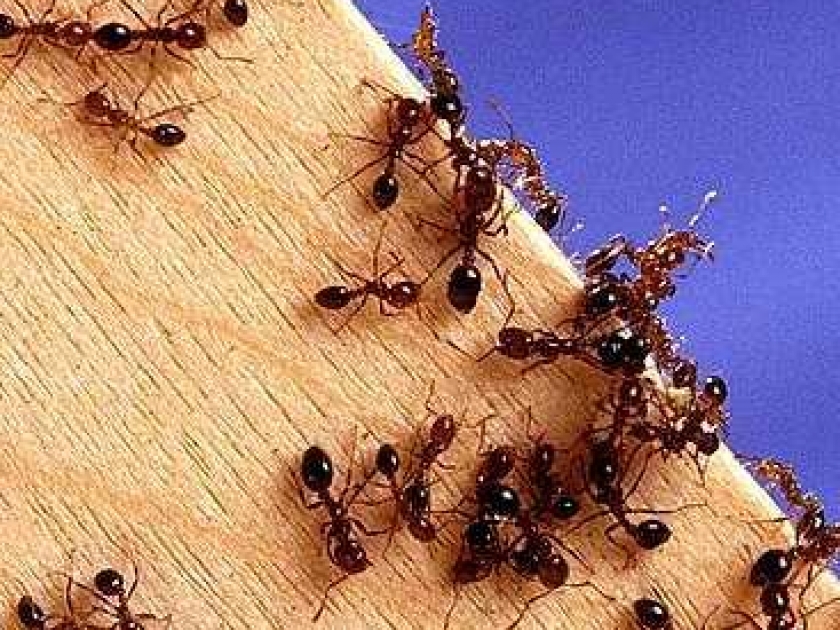 Mouches, mites, fourmis : des solutions naturelles contre les insectes Mouches, mites, fourmis : des solutions naturelles contre les insectes