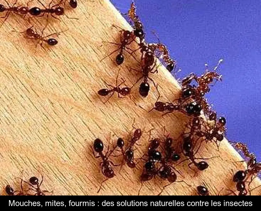 Mouches, mites, fourmis : des solutions naturelles contre les insectes