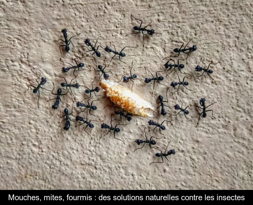 Mouches, mites, fourmis : des solutions naturelles contre les insectes Mouches, mites, fourmis : des solutions naturelles contre les insectes