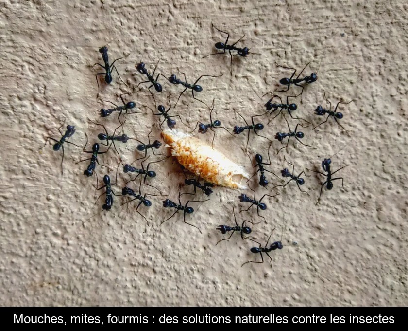 Mouches, mites, fourmis : des solutions naturelles contre les insectes