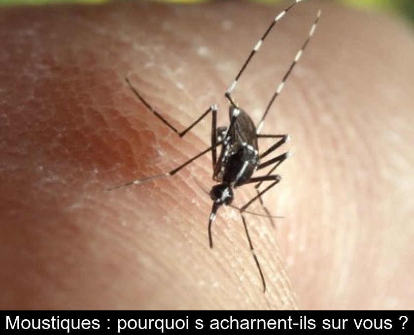 Moustiques : pourquoi s'acharnent-ils sur vous ?