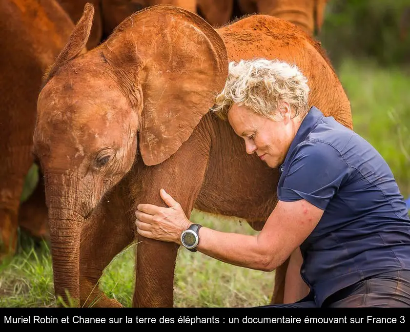 Muriel Robin et Chanee sur la terre des éléphants : un documentaire émouvant sur France 3