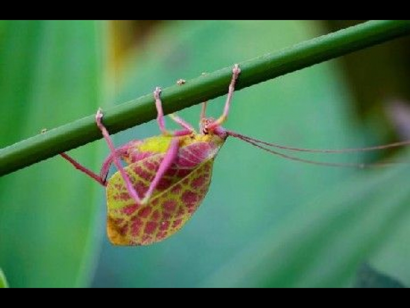 Natura Maxima : une expo photo au Jardin des Plantes Natura Maxima : une expo photo au Jardin des Plantes