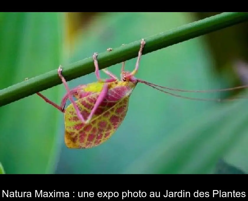 Natura Maxima : une expo photo au Jardin des Plantes