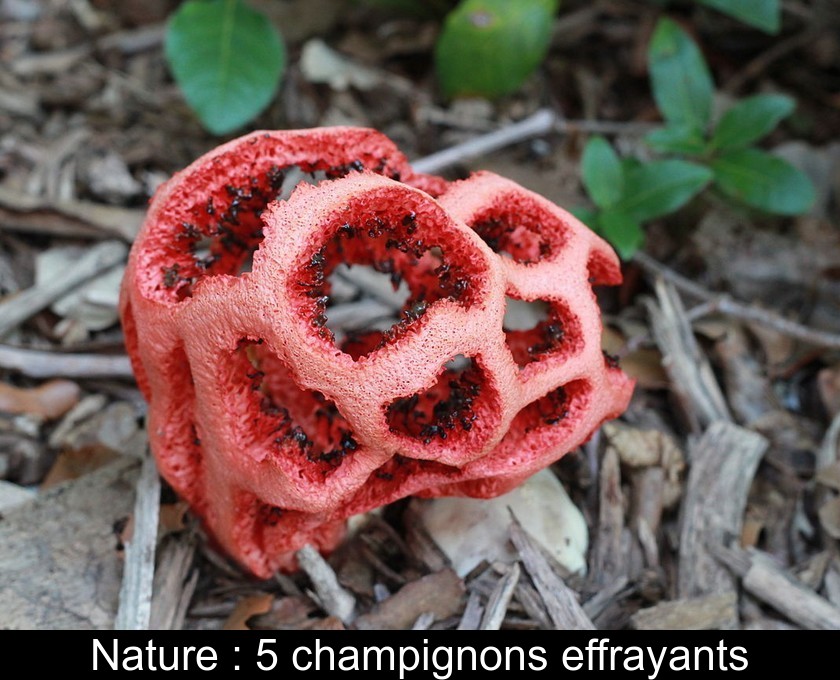 Nature : 5 champignons effrayants Nature : 5 champignons effrayants