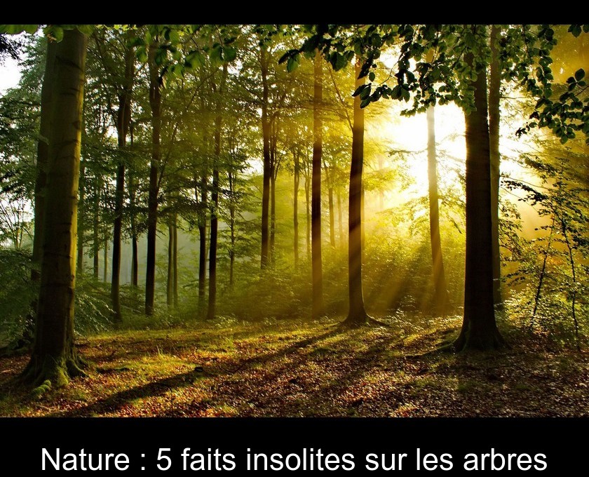 Nature : 5 faits insolites sur les arbres Nature : 5 faits insolites sur les arbres