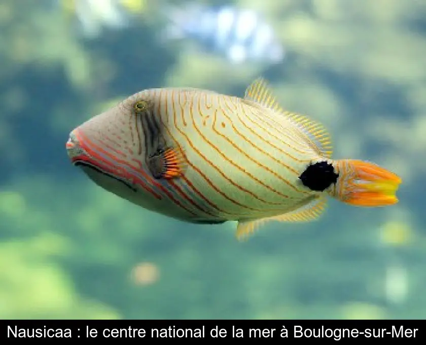 Nausicaa : le centre national de la mer à Boulogne-sur-Mer