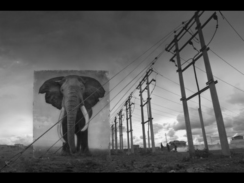 Nick Brandt, Inherit the dust : une exposition à la A. Galerie Nick Brandt, Inherit the dust : une exposition à la A. Galerie