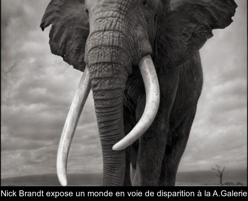 Nick Brandt expose un monde en voie de disparition à la A.Galerie