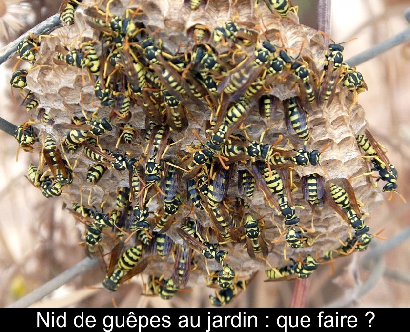 Nid de guêpes au jardin : que faire ? Nid de guêpes au jardin : que faire ?