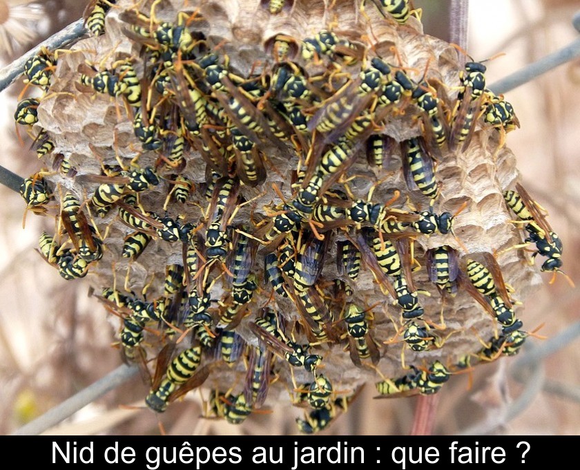 Nid de guêpes au jardin : que faire ?