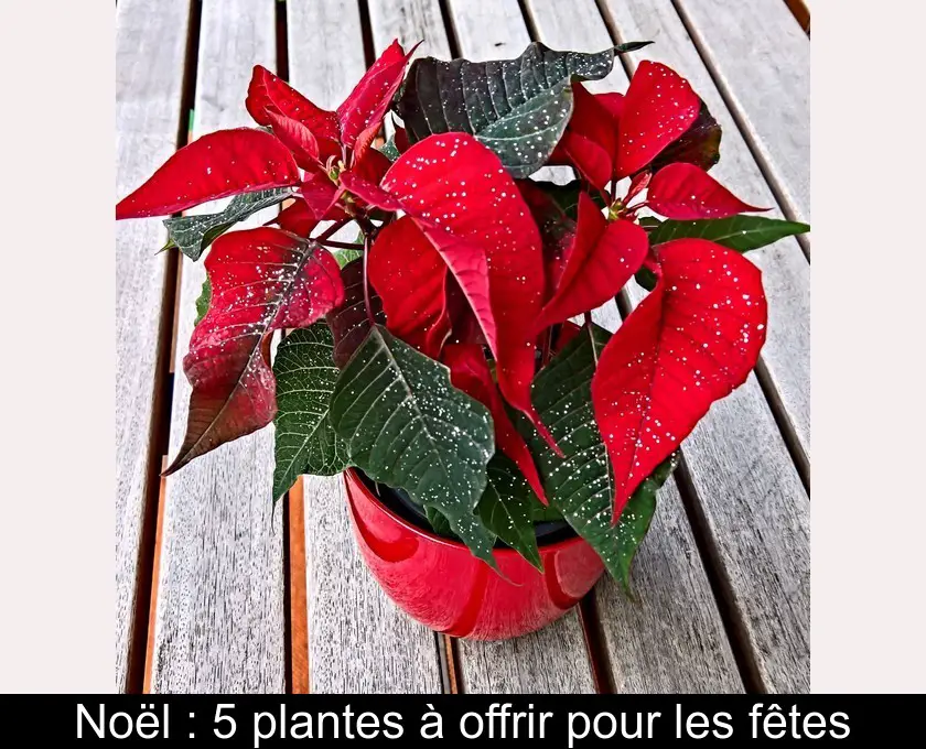 Noël : 5 plantes à offrir pour les fêtes