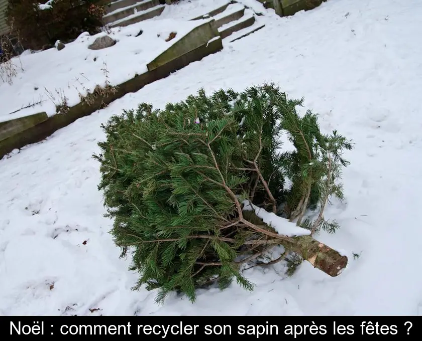 Noël : comment recycler son sapin après les fêtes ?