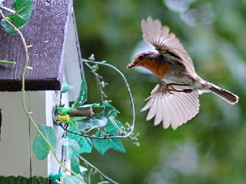 Nourrir les oiseaux en hiver : mode d'emploi Nourrir les oiseaux en hiver : mode d'emploi
