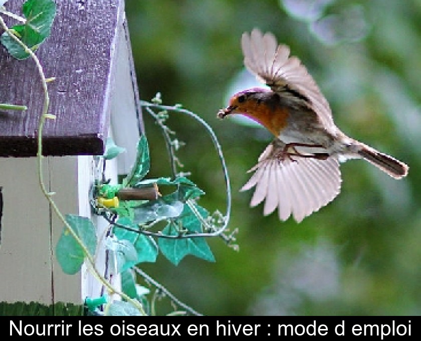 Nourrir les oiseaux en hiver : mode d'emploi Nourrir les oiseaux en hiver : mode d'emploi