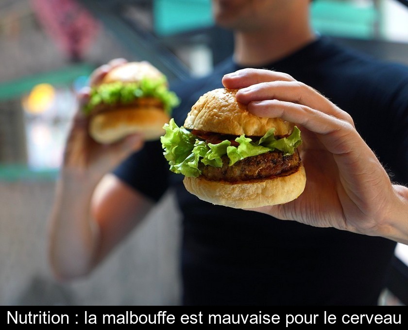 Nutrition : la malbouffe est mauvaise pour le cerveau