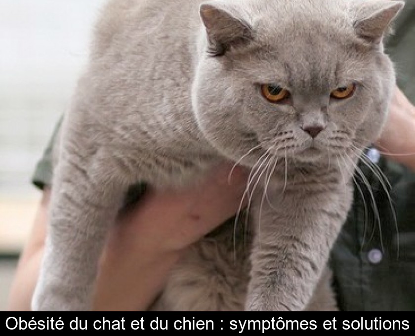 Obésité du chat et du chien : symptômes et solutions Obésité du chat et du chien : symptômes et solutions