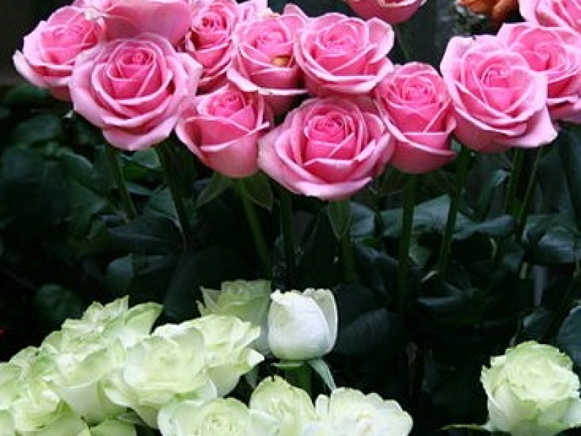 Offrir des roses : mode d'emploi Offrir des roses : mode d'emploi