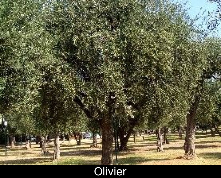 Olivier Olivier