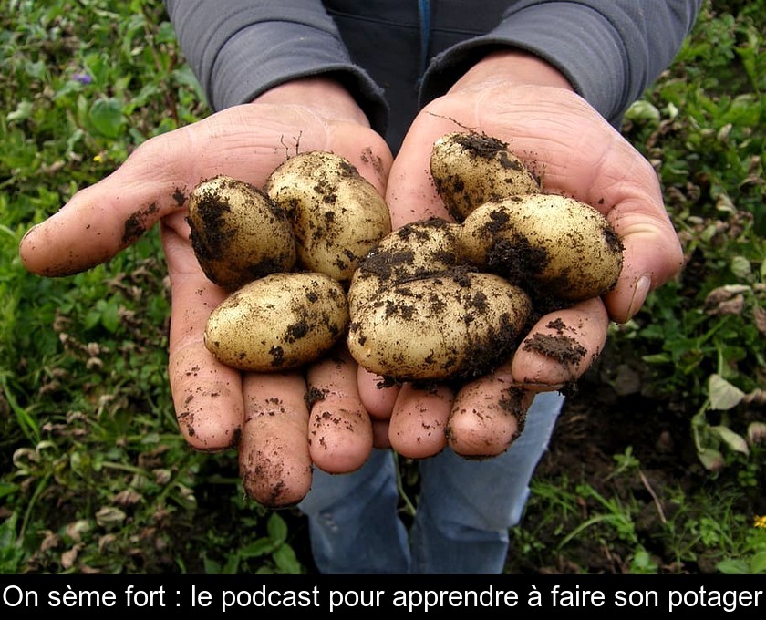 On sème fort : le podcast pour apprendre à faire son potager On sème fort : le podcast pour apprendre à faire son potager