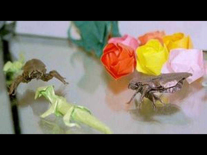 Origami Origami