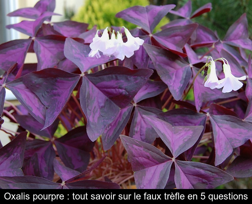 Oxalis pourpre : tout savoir sur le faux trèfle en 5 questions