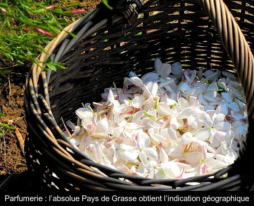 Parfumerie : l’absolue Pays de Grasse obtient l’indication géographique