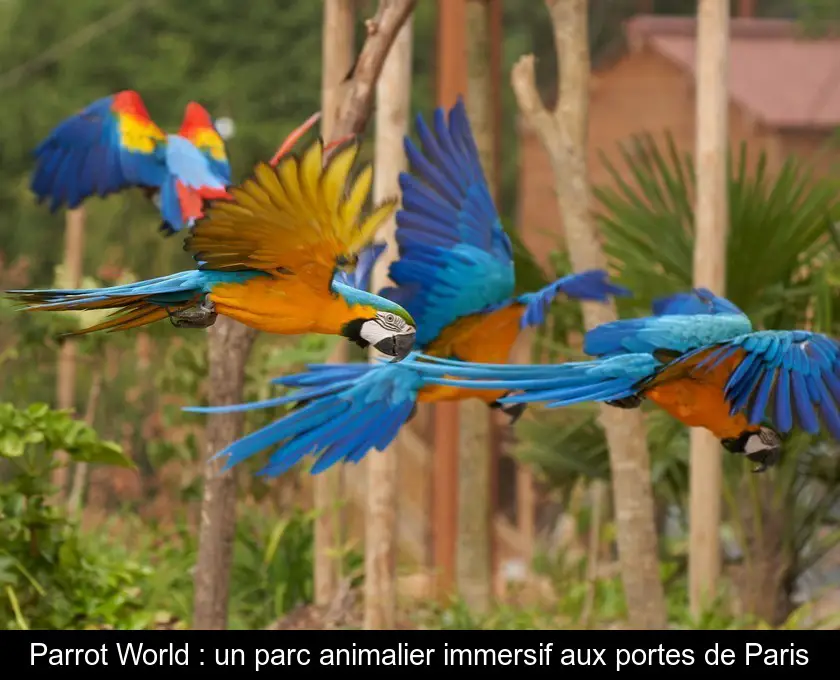Parrot World : un parc animalier immersif aux portes de Paris