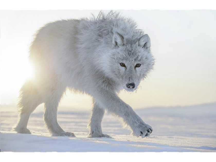 Photo : soutenez le projet d'album RSF consacré aux photos de Vincent Munier Photo : soutenez le projet d'album RSF consacré aux photos de Vincent Munier