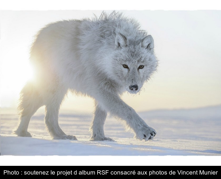 Photo : soutenez le projet d'album RSF consacré aux photos de Vincent Munier