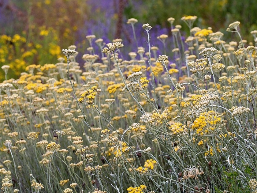 Phytothérapie : 5 bienfaits de l'immortelle Phytothérapie : 5 bienfaits de l'immortelle