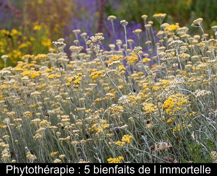 Phytothérapie : 5 bienfaits de l'immortelle Phytothérapie : 5 bienfaits de l'immortelle