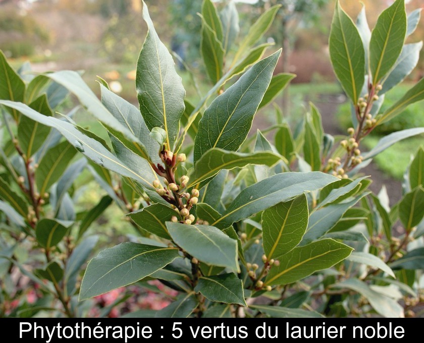 Phytothérapie : 5 vertus du laurier noble Phytothérapie : 5 vertus du laurier noble