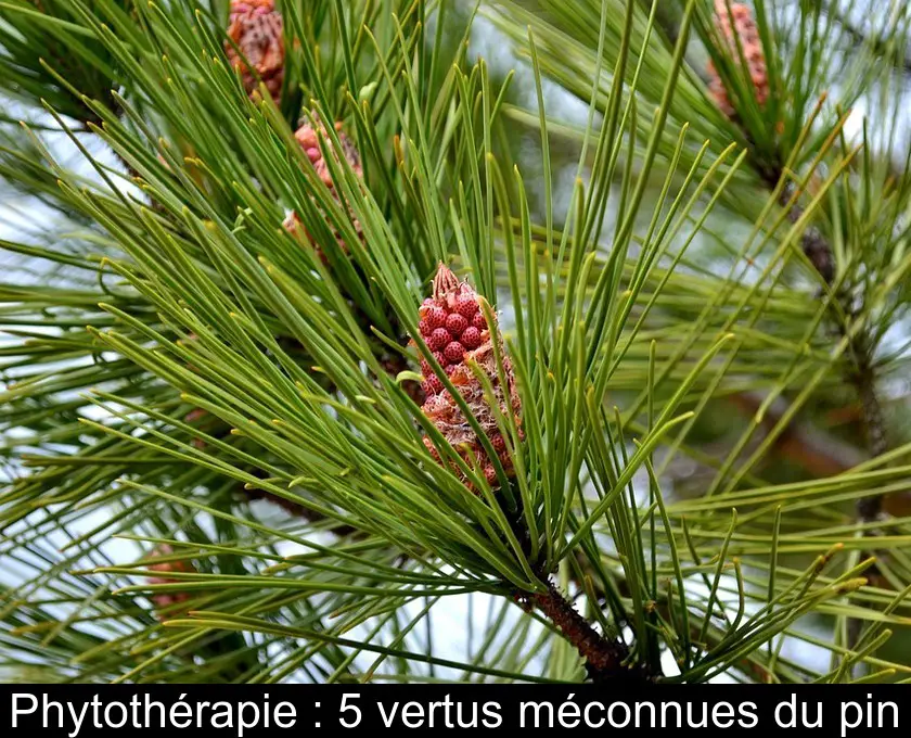 Phytothérapie : 5 vertus méconnues du pin