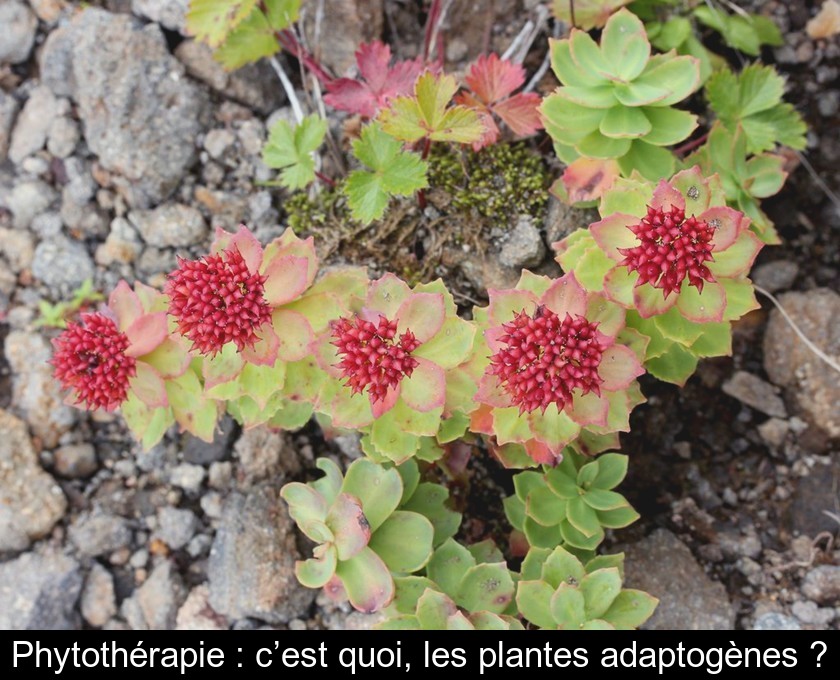 Phytothérapie : c’est quoi, les plantes adaptogènes ?