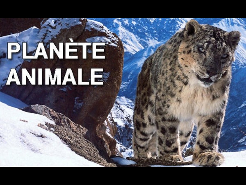 Planète animale : un documentaire pas bête sur France 2 Planète animale : un documentaire pas bête sur France 2