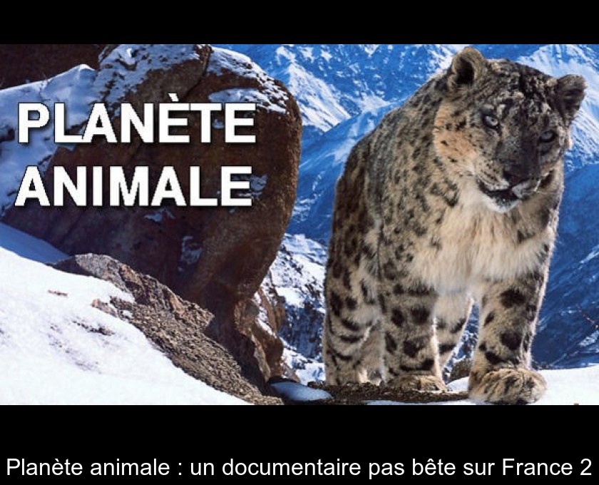 Planète animale : un documentaire pas bête sur France 2 Planète animale : un documentaire pas bête sur France 2