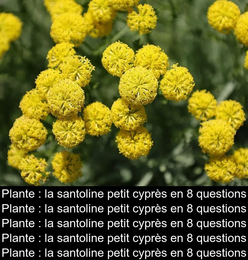 Plante : la santoline petit cyprès en 8 questions