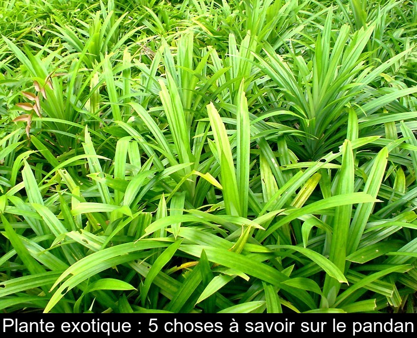 Plante exotique : 5 choses à savoir sur le pandan Plante exotique : 5 choses à savoir sur le pandan