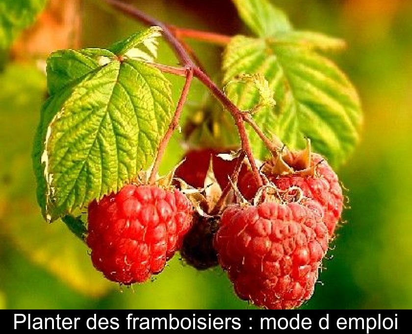 Planter des framboisiers : mode d'emploi Planter des framboisiers : mode d'emploi
