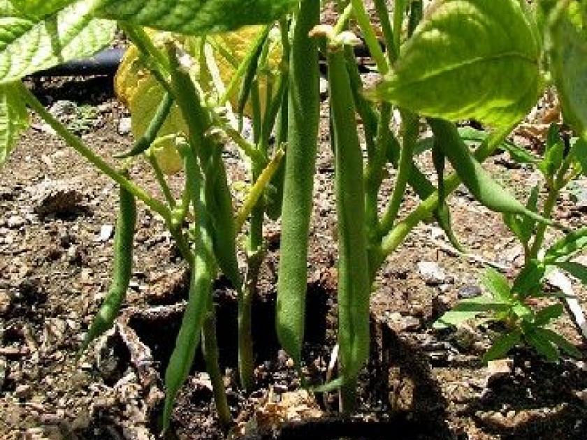 planter les haricots verts